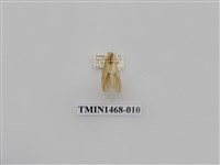 藏品(尺蠖蛾科)的圖片